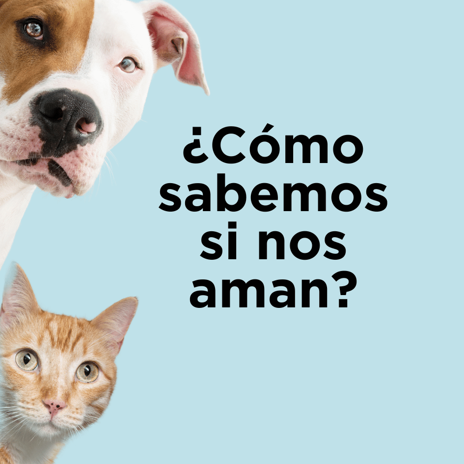 bestfriendsmx_perros_gatos_bienestar.animal_pets.friends_cat.friends