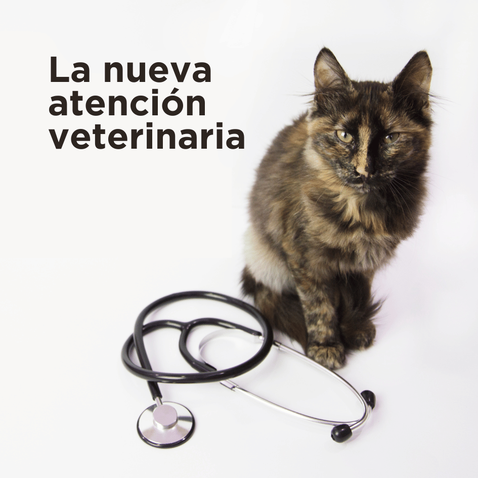 bestfriendsmx_bestfriends_atencion.veterinaria_pandemia_nuevos.servicios_perro_gato