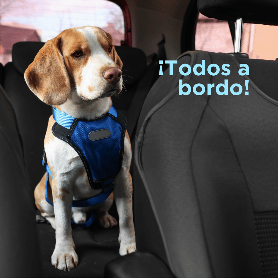 bestfriendsmx_bestfriends_catsfriends_catsfriendsmx_todos.a.bordo_viaje.con.perros_mascotas.en.carro_seguridad_travel_vieje.seguro_perro