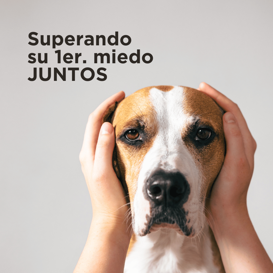 bestfriendsmx_bestfriends_catsfriends_catsfriendsmx_etologia_etovet_miedo.de.perro_apoyo_perro_miedo_temor