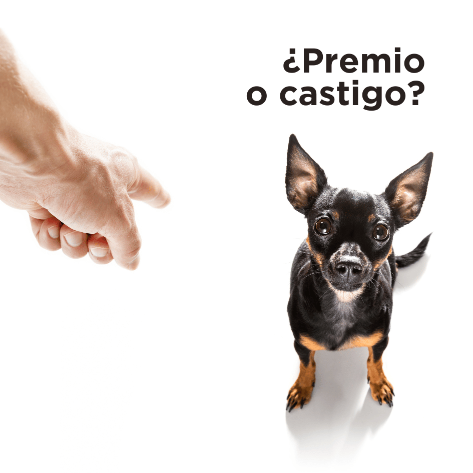 bestfriendsmx_bestfriends_catsfriends_catsfriendsmx_entrenamiento.canino_etologia.canina_premio_castigo_perros