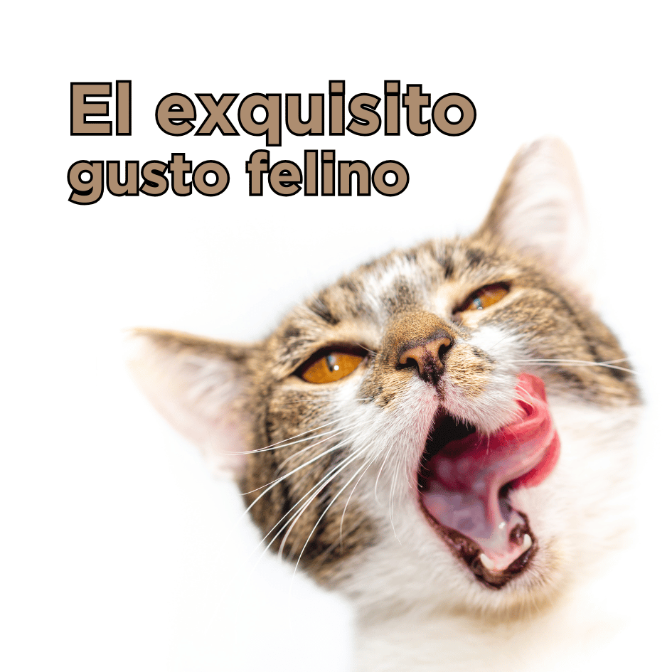 bestfriendsmx_bestfriends_catsfriends_catsfriendsmx_gusto.felino_gatos_sentido.del.gusto.de.los.gatos_sabores.felinos_pica_anorexia.felina_sindrome.del.tigre