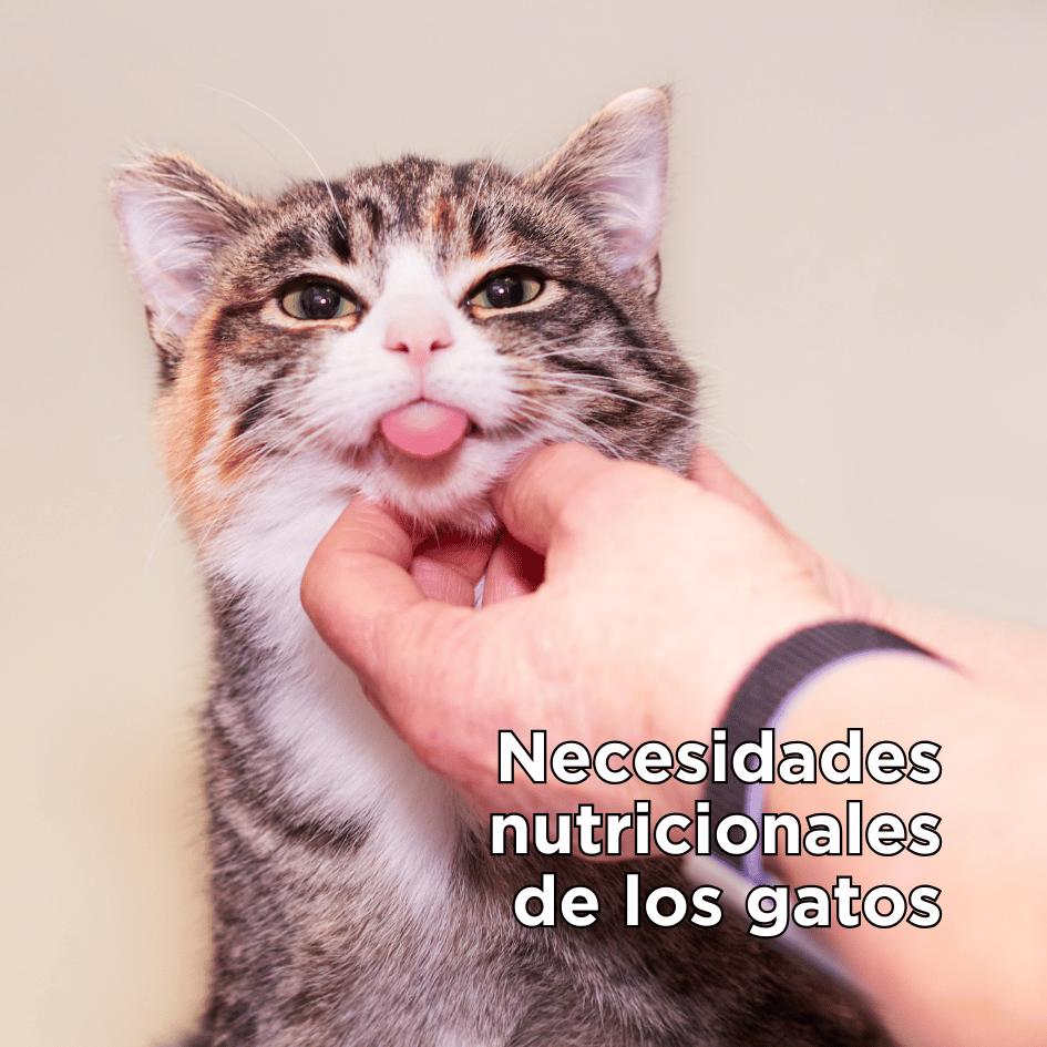 bestfriendsmx_bestfriends_catsfriends_catsfriendsmx_necesidades.nutricionales.felinas_gusto.felino_gatos_palatabilidad_ad.libitum_horarios_comida.para.gato