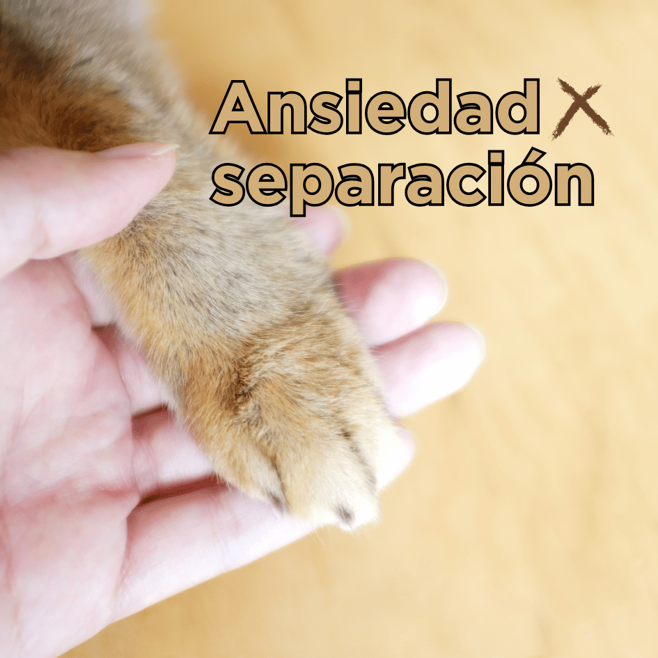 bestfriendsmx_bestfriends_catsfriends_catsfriendsmx_ansiedad.por.sepacion_etologia.felina_claudia.edwards_comportamiento.de.gatos.png