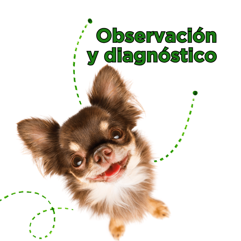 bestfriendsmx_bestfriends_catsfriends_catsfriendsmx_dianostico.veterinario_perro_gato_observacion.en.casa_conocer.a.tu.perro