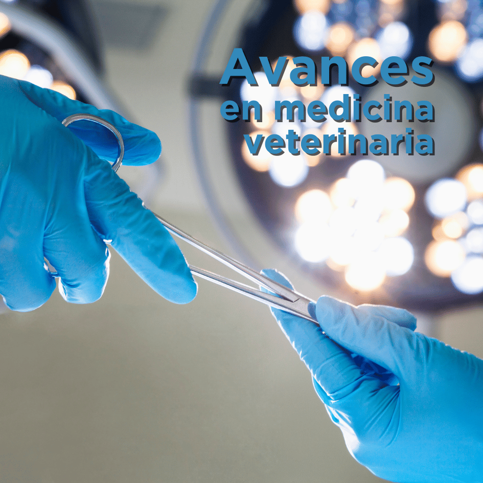 bestfriendsmx_bestfriends_catsfriends_catsfriendsmx_bestvets_avances.veterinaria_anestesia.inhalada_manejo.del.dolor_cirugia.perros_cirugia.gatos