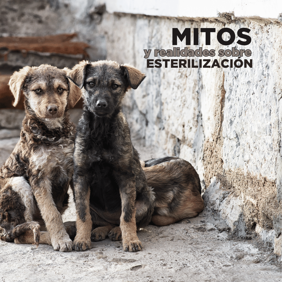 bestfriendsmx_bestfriends_catsfriends_catsfriendsmx_esterilizacion_carlos.esquivel.lacroix_mitos.y.realidades_esteriliza_perros.gatos