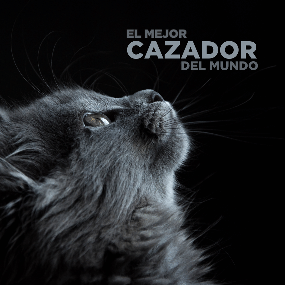 bestfriendsmx_bestfriends_catsfriends_catsfriendsmx_gato_gato.cazador_gatos.cazadores_Claudia.edwards_etologia.felina_kittengarden
