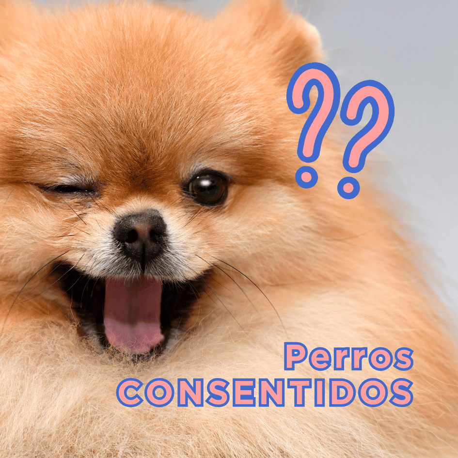 bestfriendsmx_bestfriends_catsfriends_catsfriendsmx_perro.consentido_etologia.etovet_conducta_perro_entrenamiento.canino