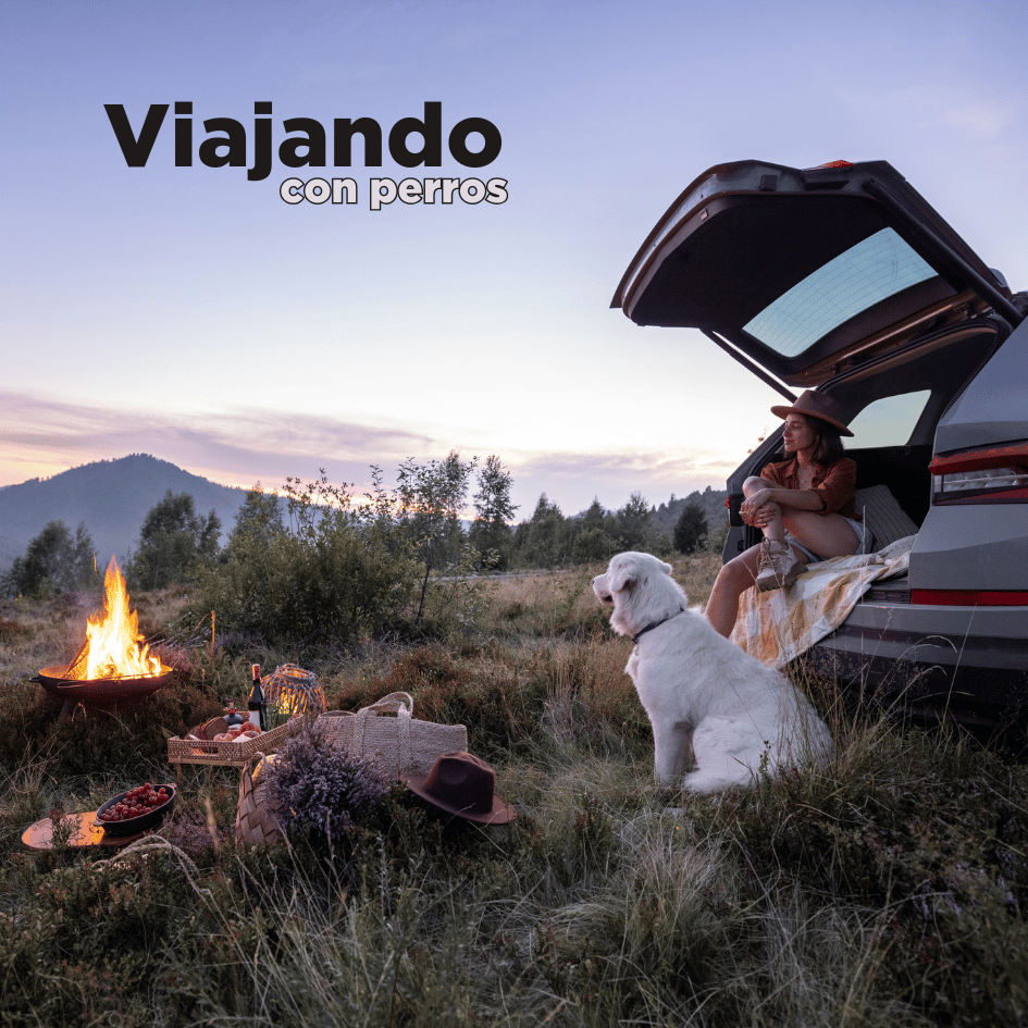 bestfriendsmx_bestfriends_catsfriends_catsfriendsmx_viajando.con.perros_viaje.con.perro_travel_perro_perro.en.carro