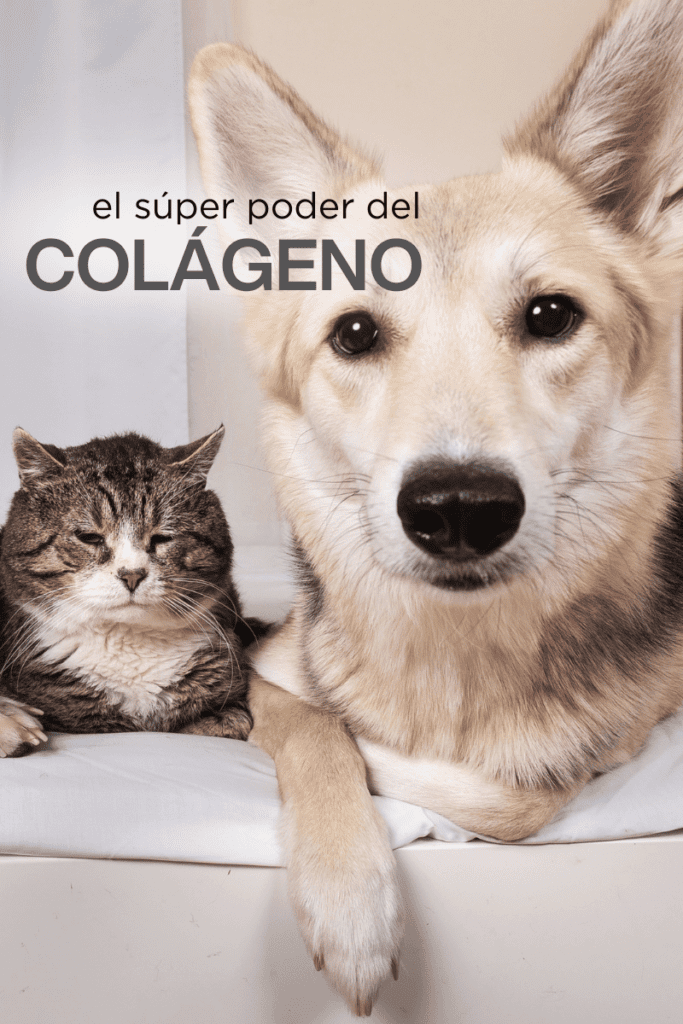 bestfriendsmx_bestfriends_catsfriends_catsfriendsmx_colageno_perros_gatos_geriatria.veterinaria_suplemento.alimenticio_animales.de.familia