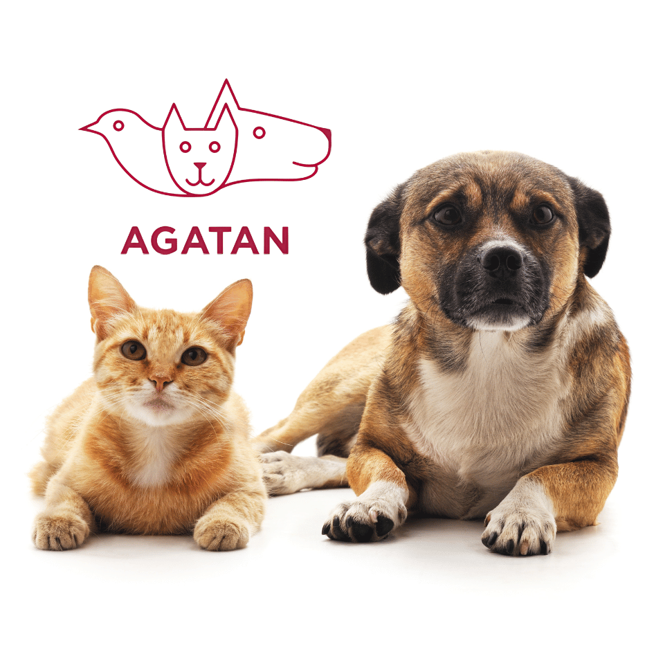 bestfriendsmx_bestfriends_catsfriends_catsfriendsmx_carlos.esquivel.lacroix_el.amarillo_agatan_agencia.de.atencion.animal_mexico_tutores_animales.de.familia_