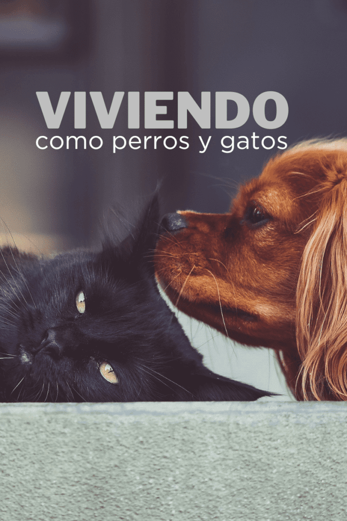 bestfriendsmx_bestfriends_catsfriends_catsfriendsmx_claudia.edwards_kittengarden_etologia.felina_etologia_perro_gato