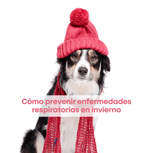 best.friends.mx_best.friends_mejores.amigos.juntos_como.prevenir.enfermedades.respiratorias.en.invierno