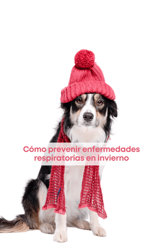 best.friends.mx_best.friends_mejores.amigos.juntos_como.prevenir.enfermedades.respiratorias.en.invierno