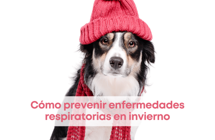 Cómo prevenir enfermedades respiratorias en invierno
