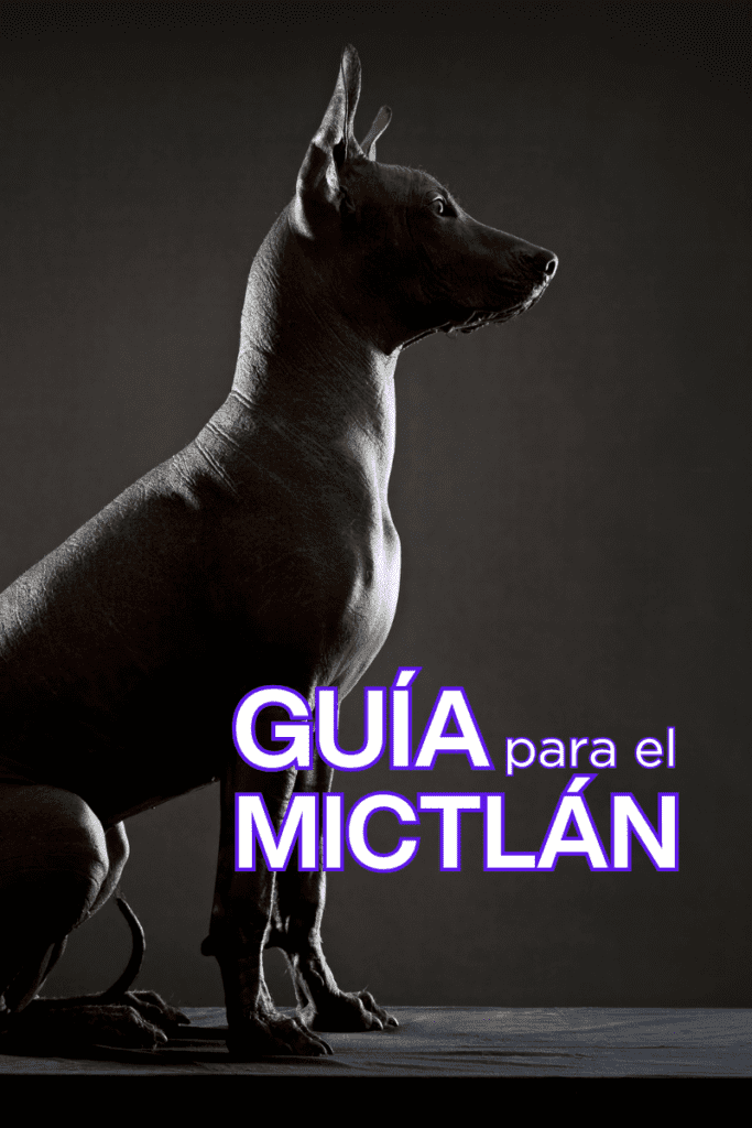 bestfriendsmx_bestfriends_catsfriends_catsfriendsmx_Luis.fernando.de.juan.guzman_historias.veterinaria_mictlan_perros_xolos_guia.para.llegar.al.mictlan 1