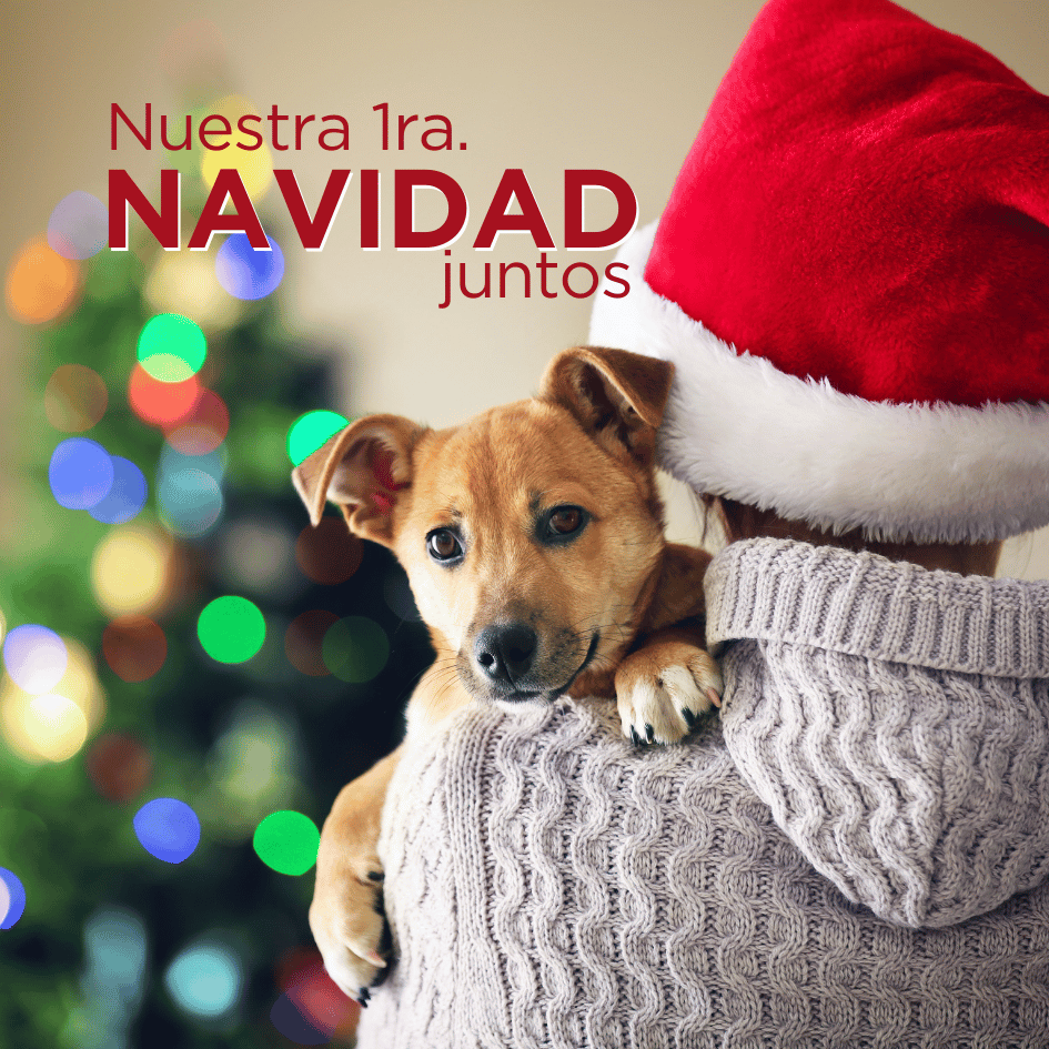 bestfriendsmx_bestfriends_catsfriends_catsfriendsmx_etovet_etologia.canina_navidad_primera.navidad_perros.y.navidad_perros.estresados.en.navidad