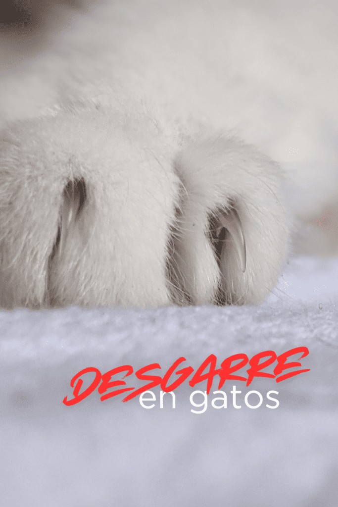 bestfriendsmx_bestfriends_catsfriends_catsfriendsmx_claudia.edwards_kittengarden_etologia.felina_gato_desgarre_uñas.de.gato_salud.felina