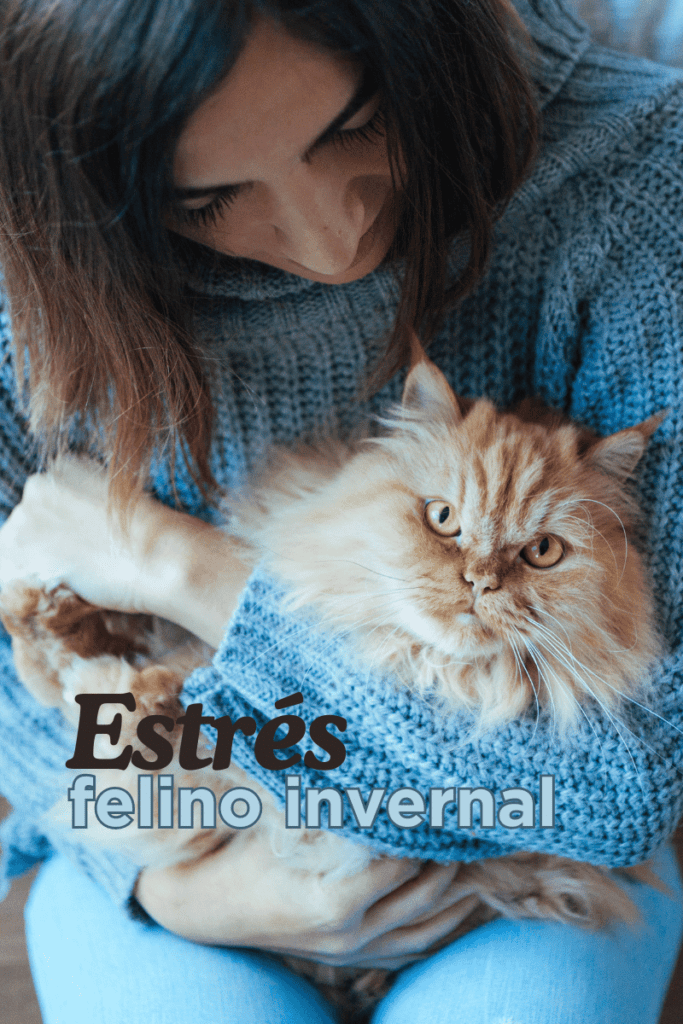bestfriendsmx_bestfriends_catsfriends_catsfriendsmx_claudia.edwards_kittengarden_etologia.felina_gato_estres.felino.invernal_gato.estresado_gatos.en.invierno