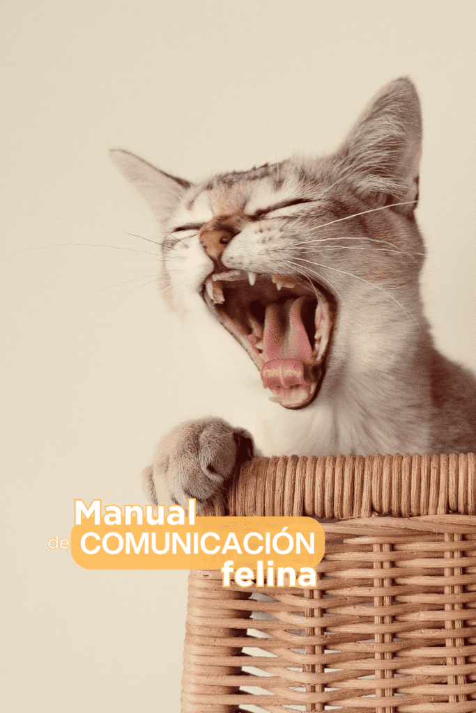 bestfriendsmx_bestfriends_catsfriends_catsfriendsmx_claudia.edwards_kittengarden_etologia.felina_gato_comunicacion.felina_maullidos_sonidos.de.gato