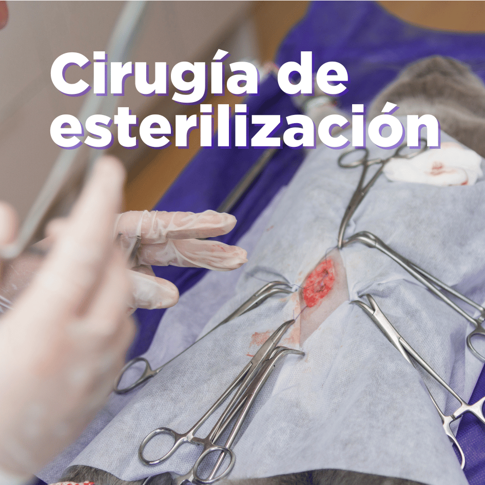 bestfriendsmx_bestfriends_catsfriends_catsfriendsmx_ana.paola.velasco_cqvet_perro_gato_esterilizacion_cirugia_castracion_responsabilidad_mitos