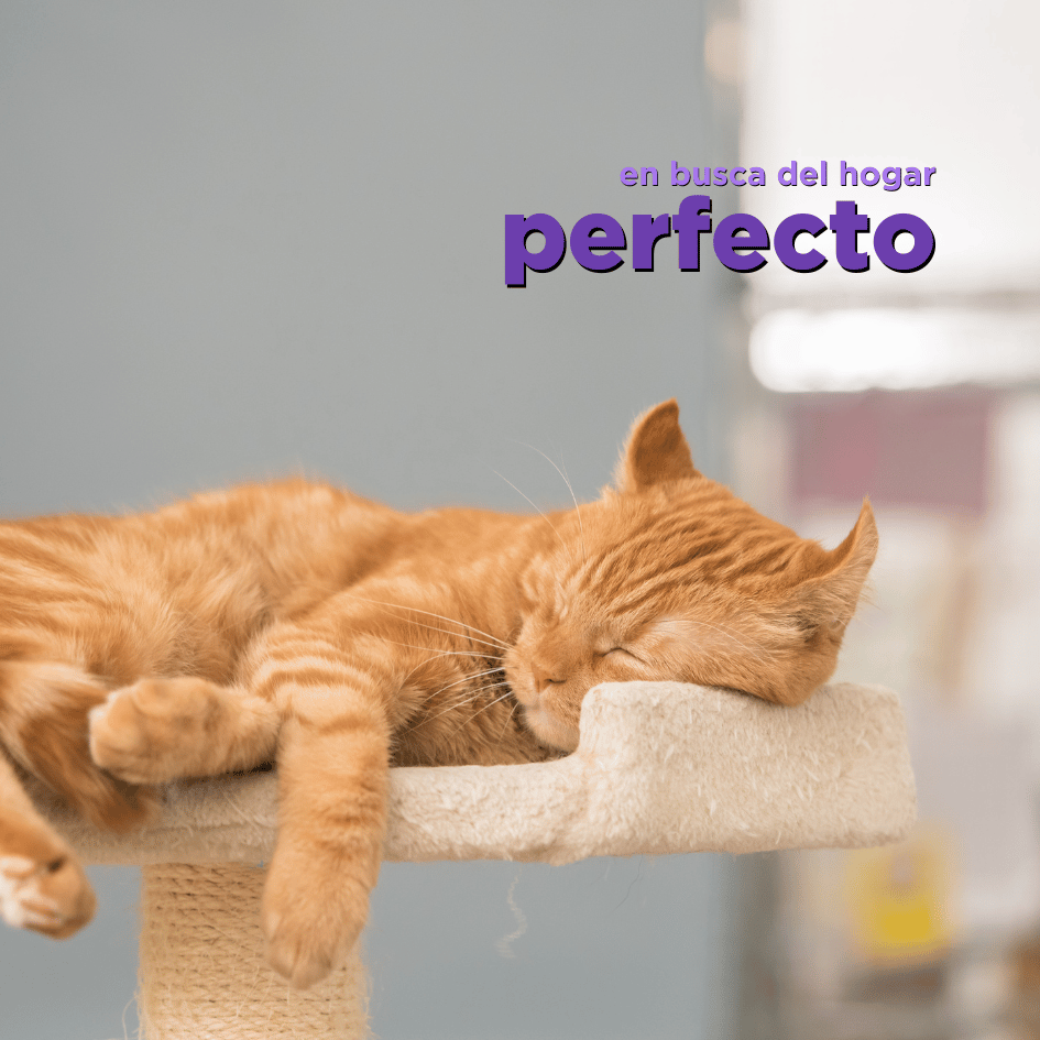 bestfriendsmx_bestfriends_catsfriends_catsfriendsmx_sandra.ortiz_etologia_gatofriendly_enriquecimiento.ambiental_gatos.sanos_gatos.felices_gatos_gatos.seguros