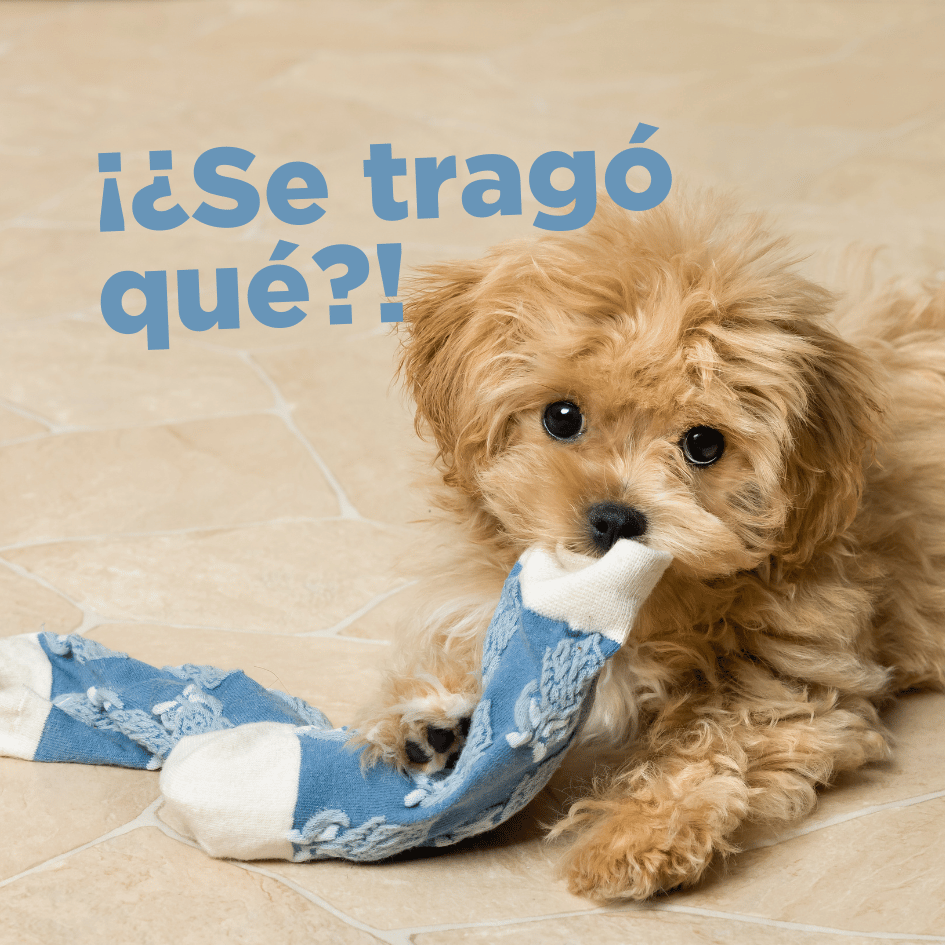 bestfriendsmx_bestfriends_catsfriends_catsfriendsmx_ana.paola.espinosa_cqvet_obstruccion_cuerpo.extraño_cirugia_laxante_rayos.x.emergencia_perro