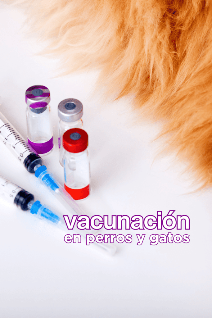 bestfriendsmx_bestfriends_claudia.edwards_medicina.preventiva_vacunas_perro_cachorro_puppy_gato_kitten_vacunacion