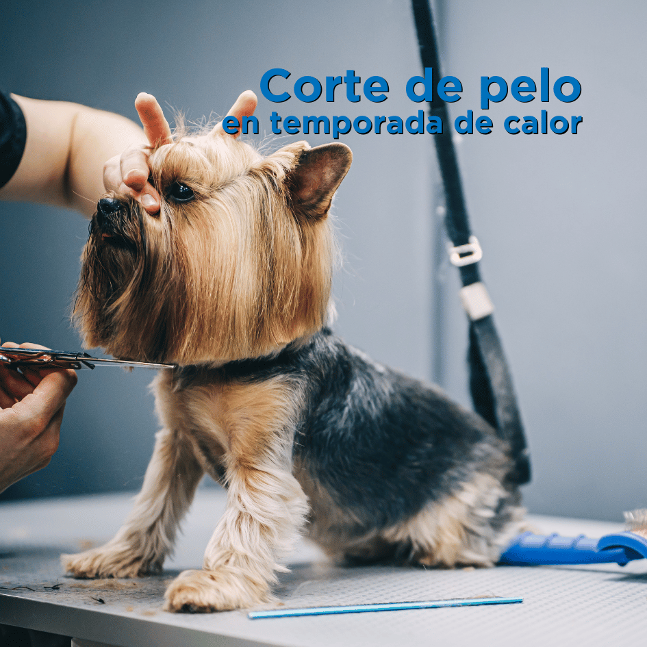 bestfriendsmx_bestfriends_catsfriends_catsfriendsmx_corte.de.pelo_temporada.de.calor_rapar.a.un.perro_errores_perros_mitos_beauty