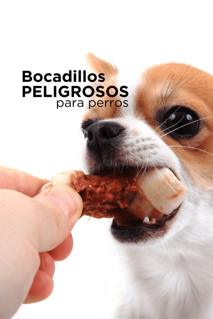 bestfriendsmx_bestfriends_catsfriends_catsfriendsmx_jamon_dulces_chocolates_huesos_salchichas