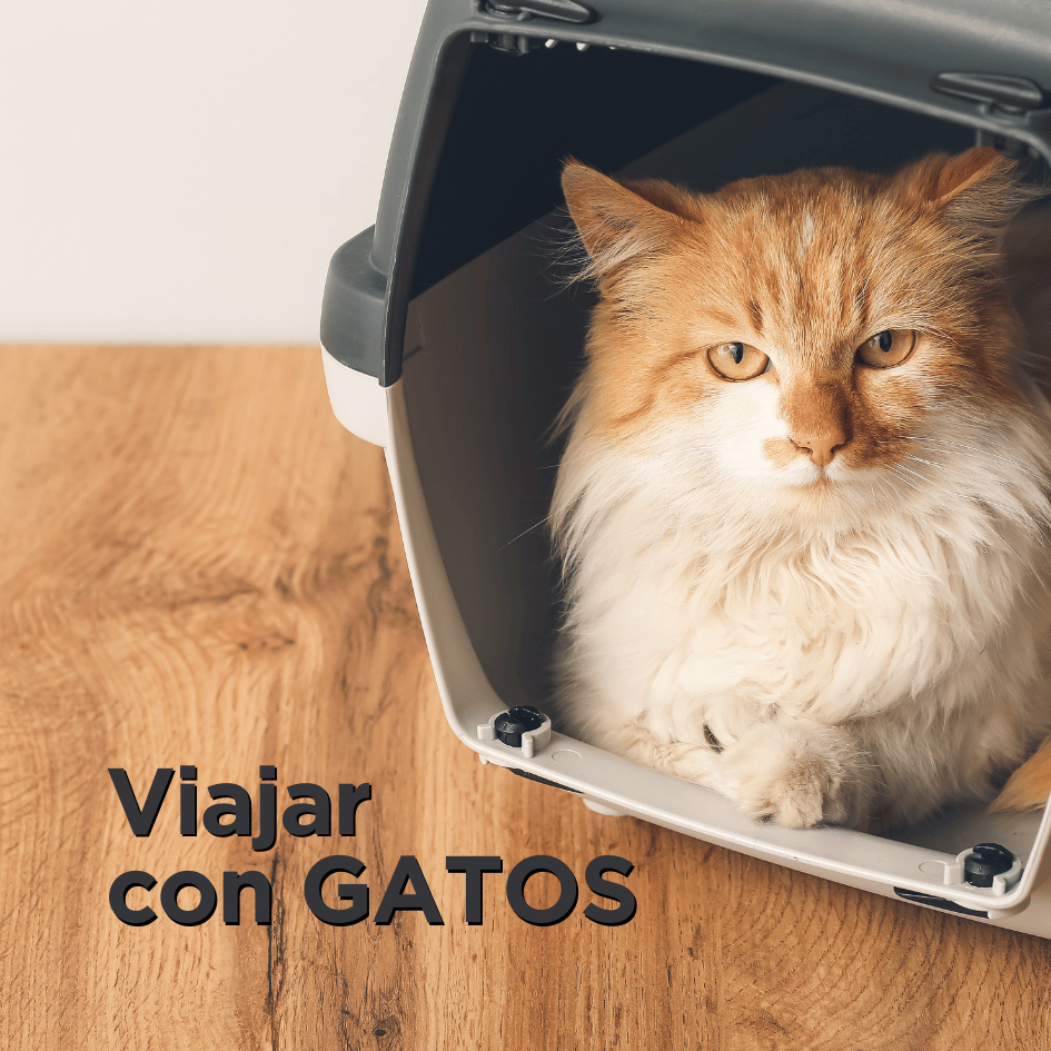 bestfriendsmx_bestfriends_catsfriends_catsfriendsmx_viajar.con.gatos_transportadora.para.gatos_como.viajar.con.gatos_etovet_etologia.felina