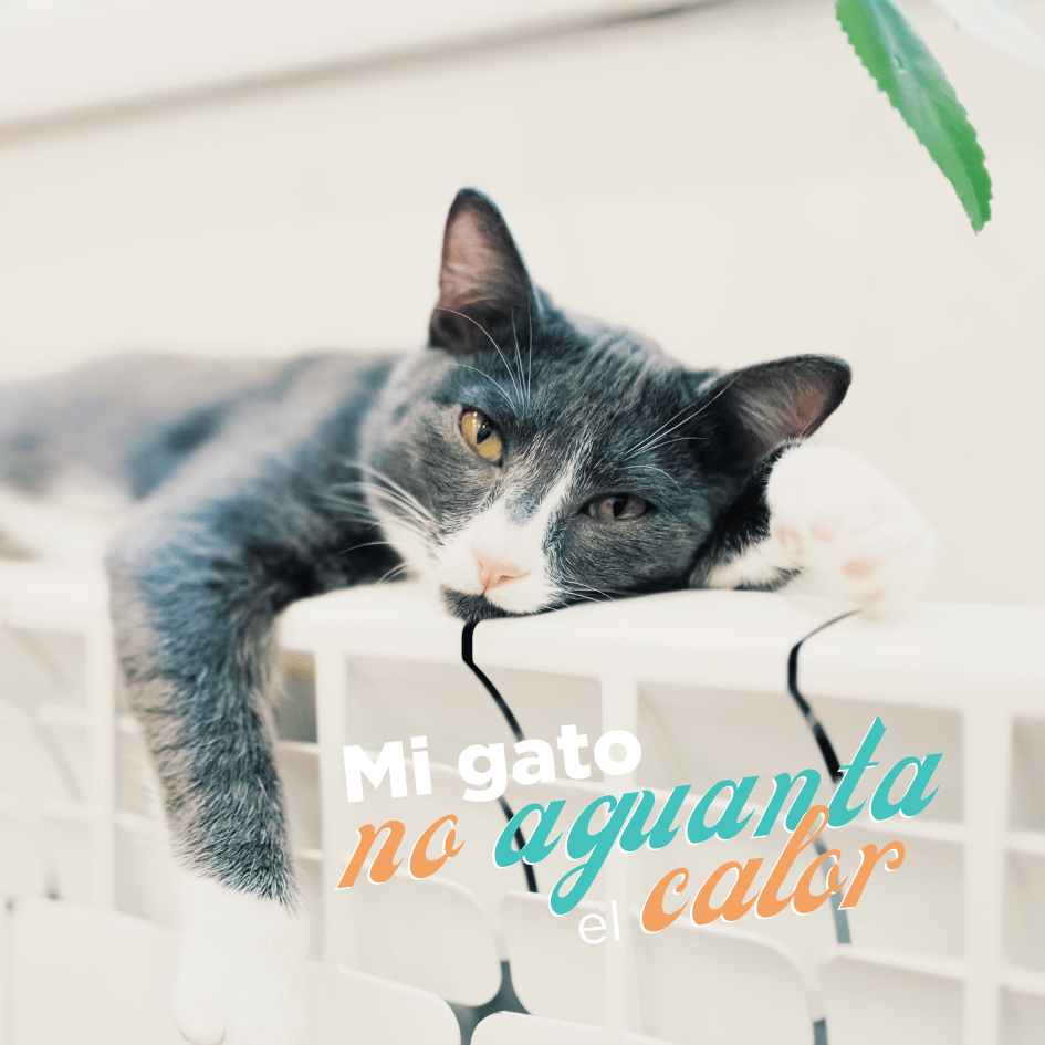 catsfriends_catsfriendsmx_golpe.de.calor_gatos_peligro_mucho.calor_animales_hidratacion_ventilacion_alimento.humedo_claudia.edwards_kittengarden 1