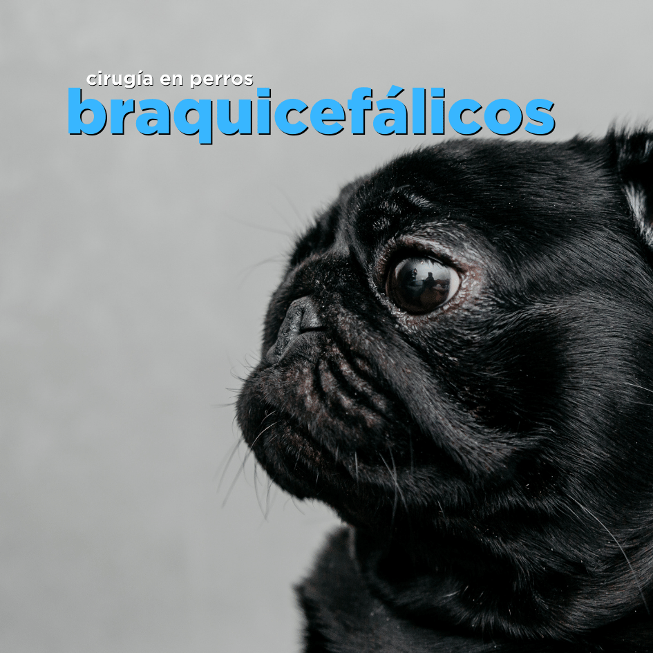 bestfriendsmx_bestfriends_catsfriends_catsfriendsmx_cqvet_ana.paola.velasco_jaime.camas_cirugia_pug_perro.chato_perro.braquicefalico_