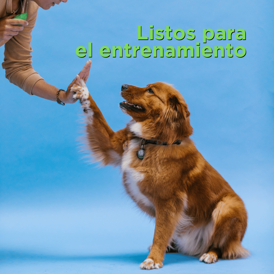 bestfriendsmx_bestfriends_catsfriends_catsfriendsmx_entrenamiento_listos_perros_collar.halti_snacks.para.perros_correa.para.perro_varita.entrenadora.para.gato