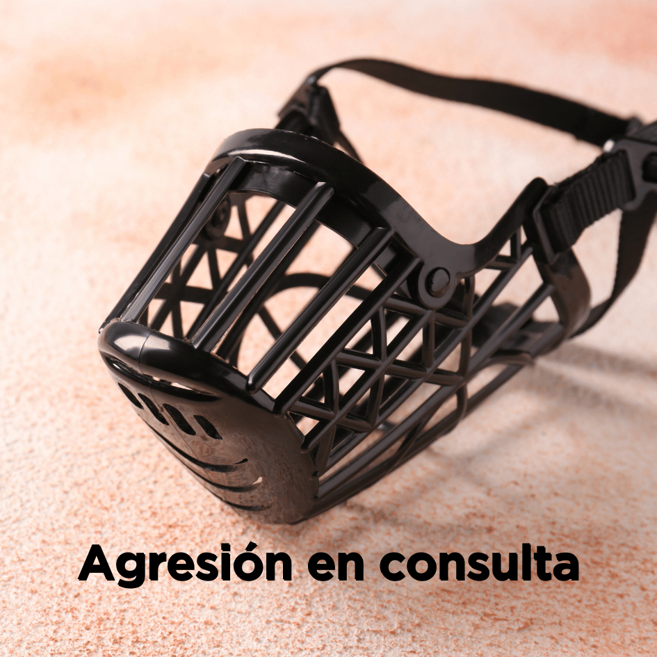bestfriendsmx_bestfriends_catsfriends_catsfriendsmx_agresion.en.consulta_perro.agresivo_etologia_etovet_señales.de.peligro