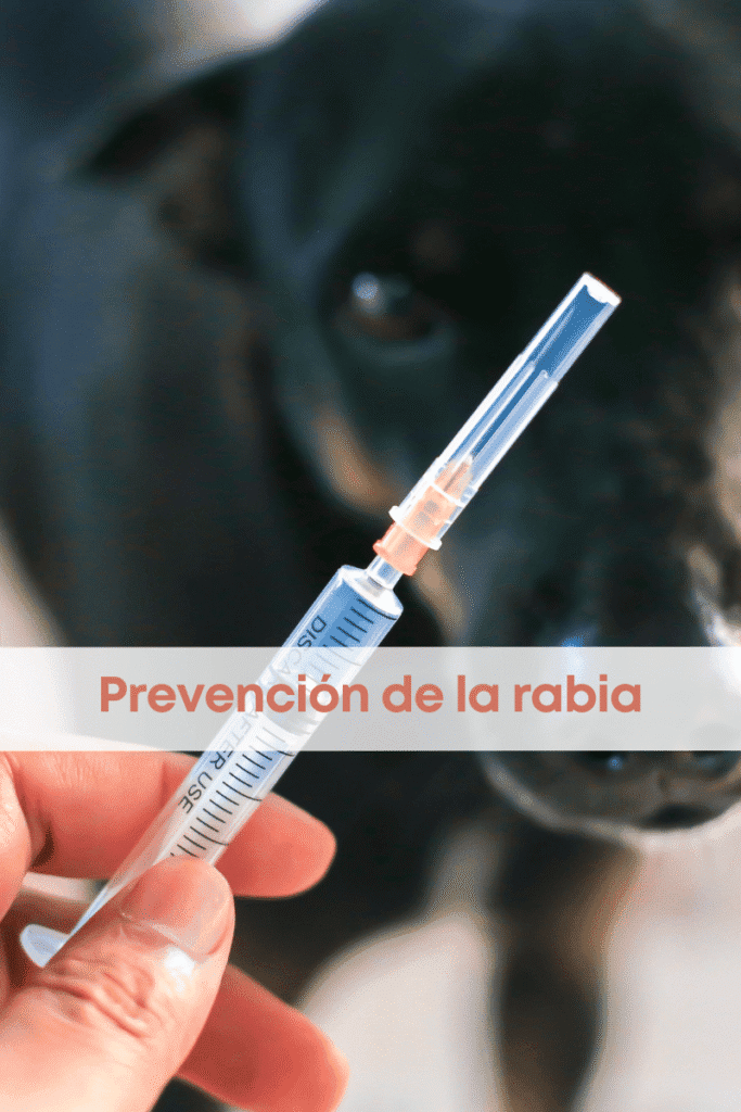 best.friends.mx_best.friends_mejores.amigos.juntos_28.de.septiembre_rabia_prevencion.de.la.rabia_vacunacion_medicina.preventiva 1