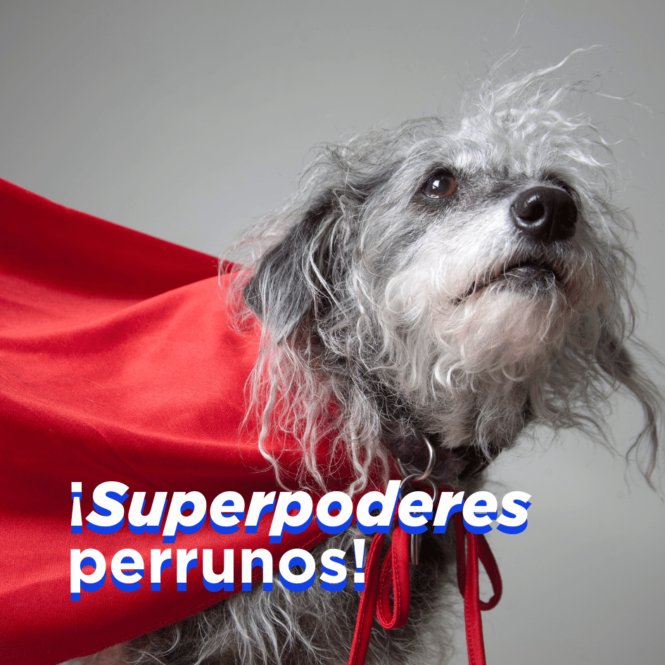 bestfriendsmx_bestfriends_catsfriends_catsfriendsmx_ana.paola.velasco_cqvet_perros_sentidos.caninos_oido.canino_olfato.canino_gusto.canino_vista.canina_superpoderes.caninos_perros