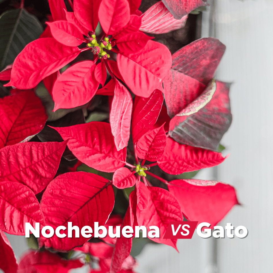 bestfriendsmx_bestfriends_catsfriends_catsfriendsmx_nochebuena.gatos_planta.toxica_navidad_gatos_peligro
