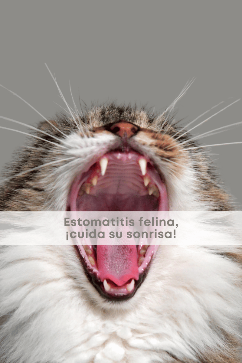 cats.friends_cats.friends.mx_gatificando.el.mundo_estomatitis.felina_retiro.de.dientes.en.gatos_extraccion.dental.felina_1