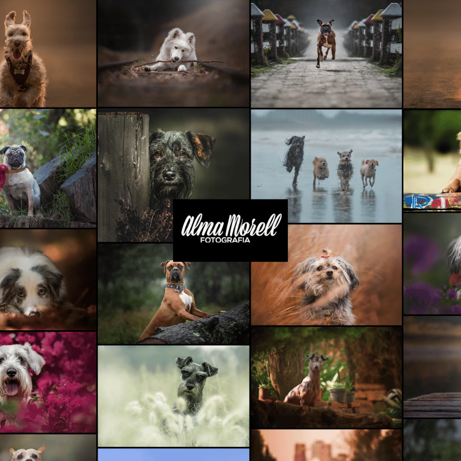 bestfriendsmx_bestfriends_catsfriends_catsfriendsmx_Alma.morell_fotografia.animal_fotos.de.animales_perros_gatos