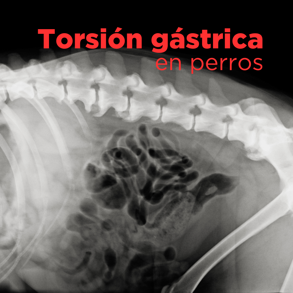 bestfriendsmx_bestfriends_catsfriends_catsfriendsmx_ana.paola.velasco_cqvet_perros_estomago.volteado_emergencia_torsion.gastrica_dilatacion.estomago_cirugia_peligro