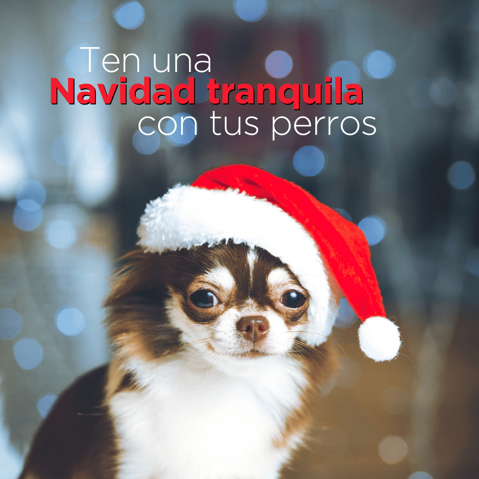 bestfriendsmx_bestfriends_catsfriends_catsfriendsmx_mejores.amigos_amigos.de.mis.perros_etologia.canina_etovet_navidad.tranquila_navidad.con.perros_perros.en.navidad_etologia.canina