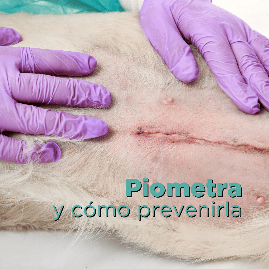 bestfriendsmx_bestfriends_catsfriends_catsfriendsmx_ana.paola.velasco_cqvet_perros_gatos_piometra.en.gatas_piometra.en.perras_esterilizacion_pus_emergencia_celo_calor