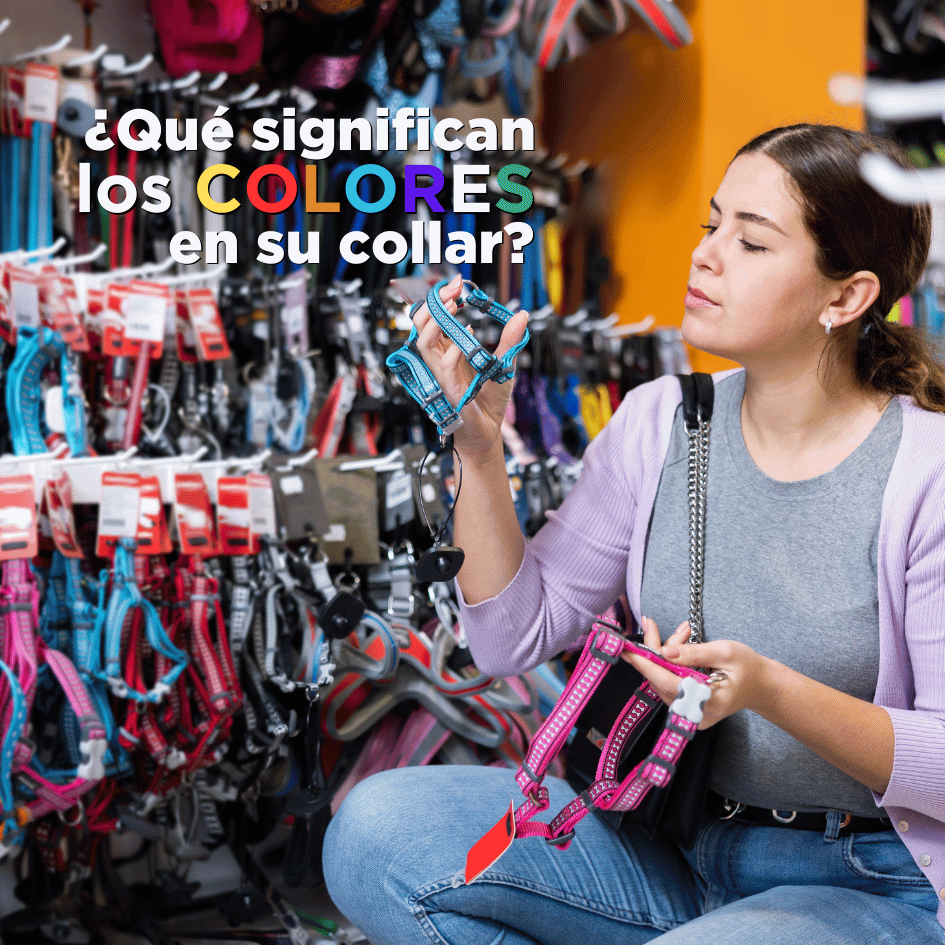 bestfriendsmx_bestfriends_catsfriends_catsfriendsmx_colores_collares_perro_yellow.dog.project_perros