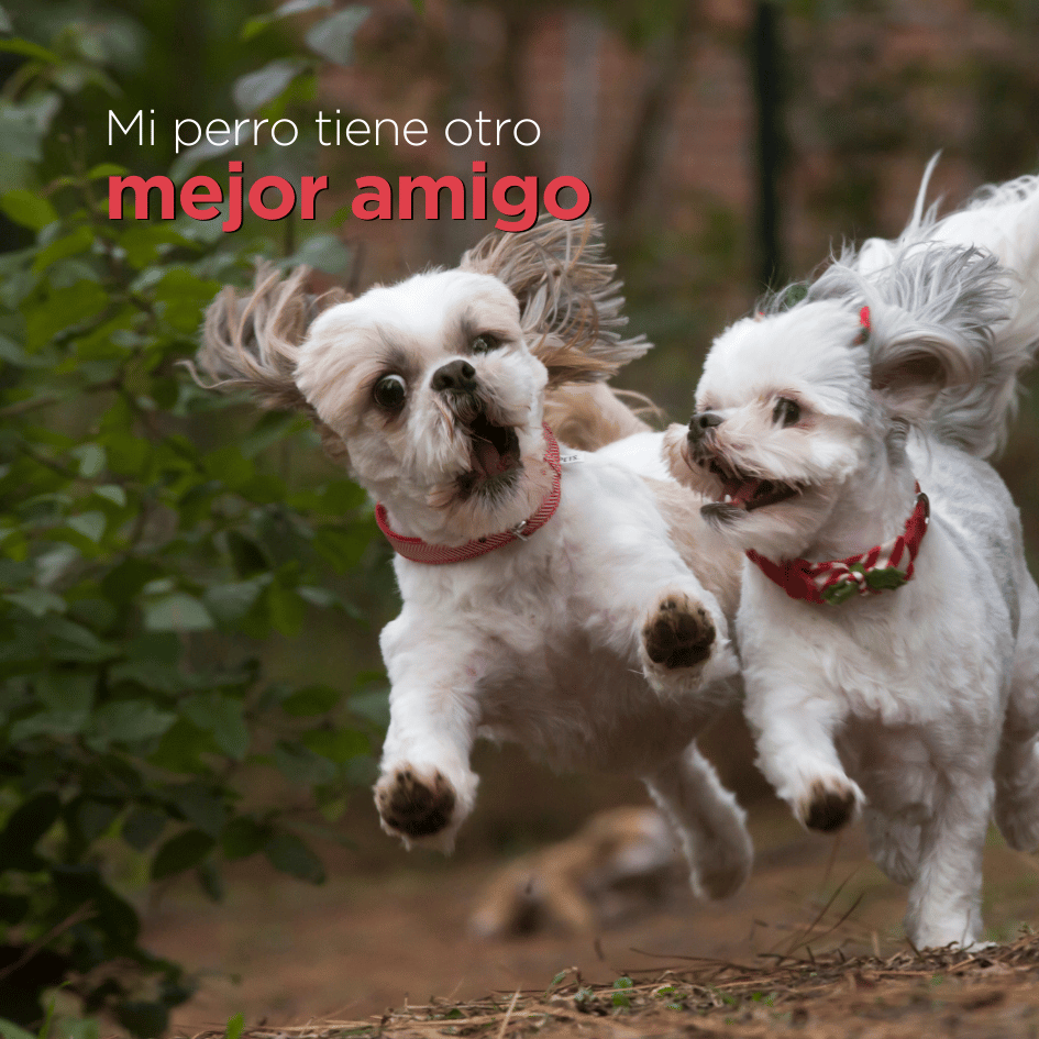 bestfriendsmx_bestfriends_catsfriends_catsfriendsmx_mejores.amigos_amigos.de.mis.perros_etologia.canina_etovet
