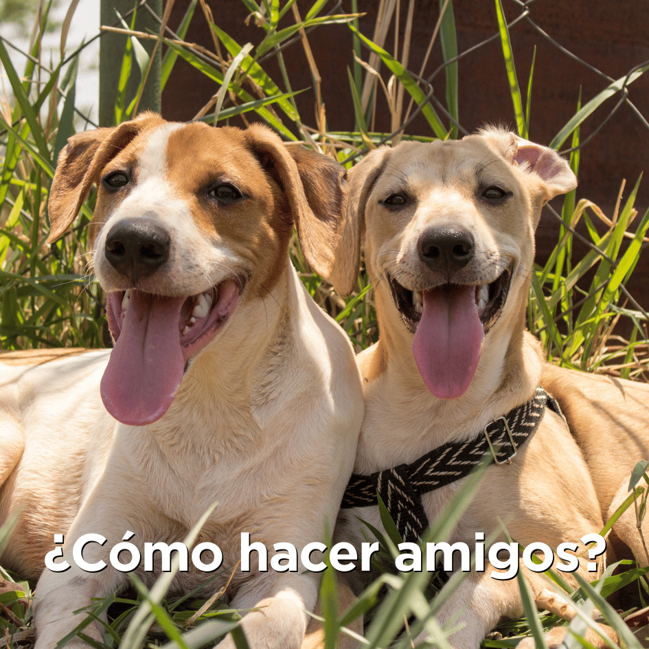 bestfriendsmx_bestfriends_catsfriends_catsfriendsmx_mejores.amigos_amigos.de.mis.perros_etologia.canina_etovet_como.hacer.amigos_perros.sociables