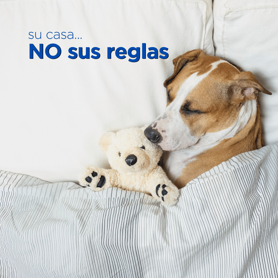 bestfriendsmx_bestfriends_catsfriends_catsfriendsmx_etovet_etologia.canina_entrenamiento.canino_educacion.canina_reglas.en.casa
