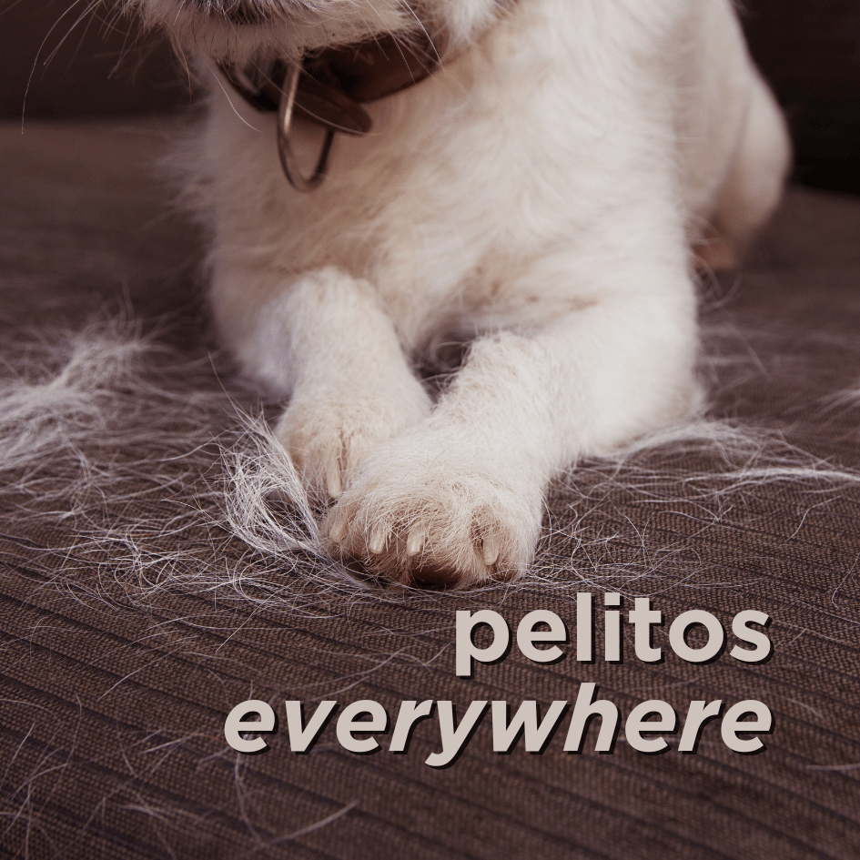 bestfriendsmx_bestfriends_catsfriends_catsfriendsmx_pelecha_muda.de.pelo_perro_cepillado.en.casa_grooming.en.casa_perros_bañar.perros_cachorros.en.casa_cachorros.limpios