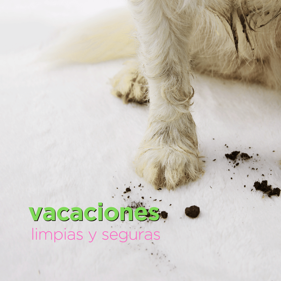 bestfriendsmx_bestfriends_catsfriends_catsfriendsmx_alma.ruiz_estetica.canina_vacaciones.limpias_perros.en.vacaciones_nicakry_perros_perros.sucios 1